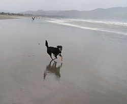 Beach at Agate Beach at low tide