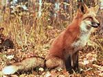 Vulpes vulpes regalis (2).jpg