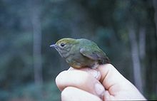 Lepidothrix isidorei (female) -NBII Image Gallery-a00295.jpg