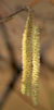 Hazel Catkins aka.jpg