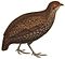 Remarques sur l'ornithologie de l'État indépendant du Congo (Pl. X) (white background).jpg
