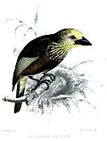 BuccanodonAnchietaeKeulemans.jpg