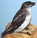 Pelecanoides georgicus (South Georgian diving-petrel) (8365384976).jpg
