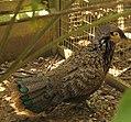 Polyplectron schleiermacheri -Jurong Bird Park, Singapore-8a.jpg