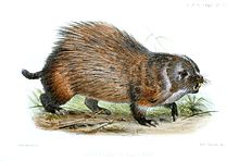 ErethizonRufescensWolf.jpg