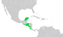 Eumomota superciliosa dist.png