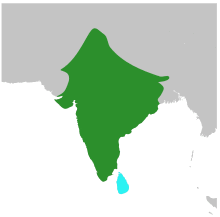 MotacillaMaderaspatensisMap.svg