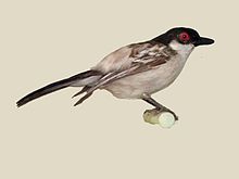 Northern Puffback specimen RWD.jpg