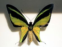 Ornithoptera meridionalis m.jpg