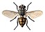 Musca domestica female.jpg