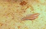 Scarus iserti - striped parrotfish - Bay of Pigs - Cuba.jpg