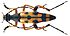 Leptura (syn. Strangalia, Rutpela) maculata (Poda, 1761) male (3926136467).jpg
