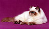 Himalayan or Colorpoint Persian