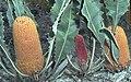 Banksia goodii.jpg