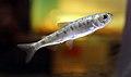 Oncorhynchus kawamurae 5 months.jpg