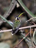 Phaethornis idaliae.jpg