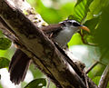 Sri Lanka Scimitar-babbler (cropped).jpg