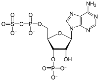 3'-Phosphoadenosine-5'-phosphosulfate.svg
