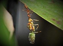 Weaver ant queen 4.jpg