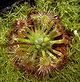 DroseraLeucoblastaHabitus1.jpg
