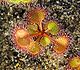 Drosera rupicolaHabit.jpg