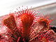 Drosera slackii Darwiniana.jpg