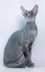Peterbald male Shango by Irina Polunina.jpg