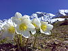 Helleborus niger Kaiser.jpg