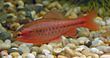 Male Cherry Barb 700.jpg