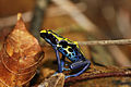 Flickr- grenouille dendrobate.jpg