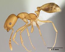 Monomorium pharaonis casent0173986 profile 1.jpg