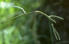 Paspalum dilatatum1.jpg