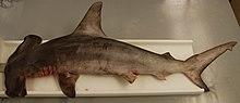 Sphyrna lewini (S0336) (12656992243).jpg
