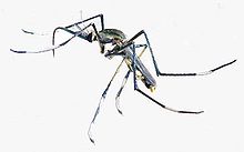 Toxorhynchites speciosus 01 L.D..jpg