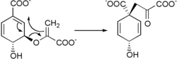Prephenate biosynthesis.png
