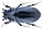 Pseudacrossus przewalskyi (Reitter, 1887).jpg