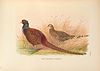 A monograph of the pheasants (10052517376).jpg