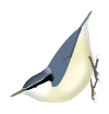 SittaYunnanensis.svg