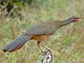 Chaco Chachalaca (Ortalis canicollis).jpg