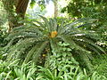 Encephalartos transvenosus, habitus, Manie van der Schijff BT.jpg