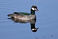 Green Pygmy Goose 3009.jpg