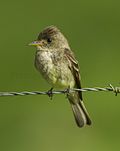 Tropical Pewee - Rio Tigre - Costa Rica.jpg