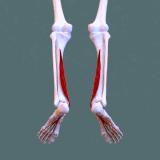 Inferior view of flexor digitorum longus muscle - animation.gif