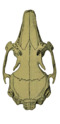 O. c. brachyotus skull (dorsal).png