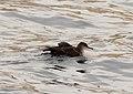 Black-vented Shearwater, Cabo San Lucas harbor, Baja California del Sur, Mexico, 25 February 2014 (12921391404).jpg