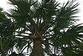 Sabal bermudana 3zz.jpg