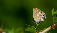 Small Cupid-Savan Durga-Bangalore Rural.jpg
