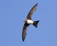 Βουνοσταχτάρα Alpine Swift Tachymarptis melba.jpg