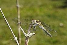 2012.09.07.-01-Vogelstangsee Mannheim-Große Heidelibelle-Weibchen-Schnitt.jpg