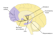A labelled line drawing of dopamine pathways superimposed on a drawing of the human brain.